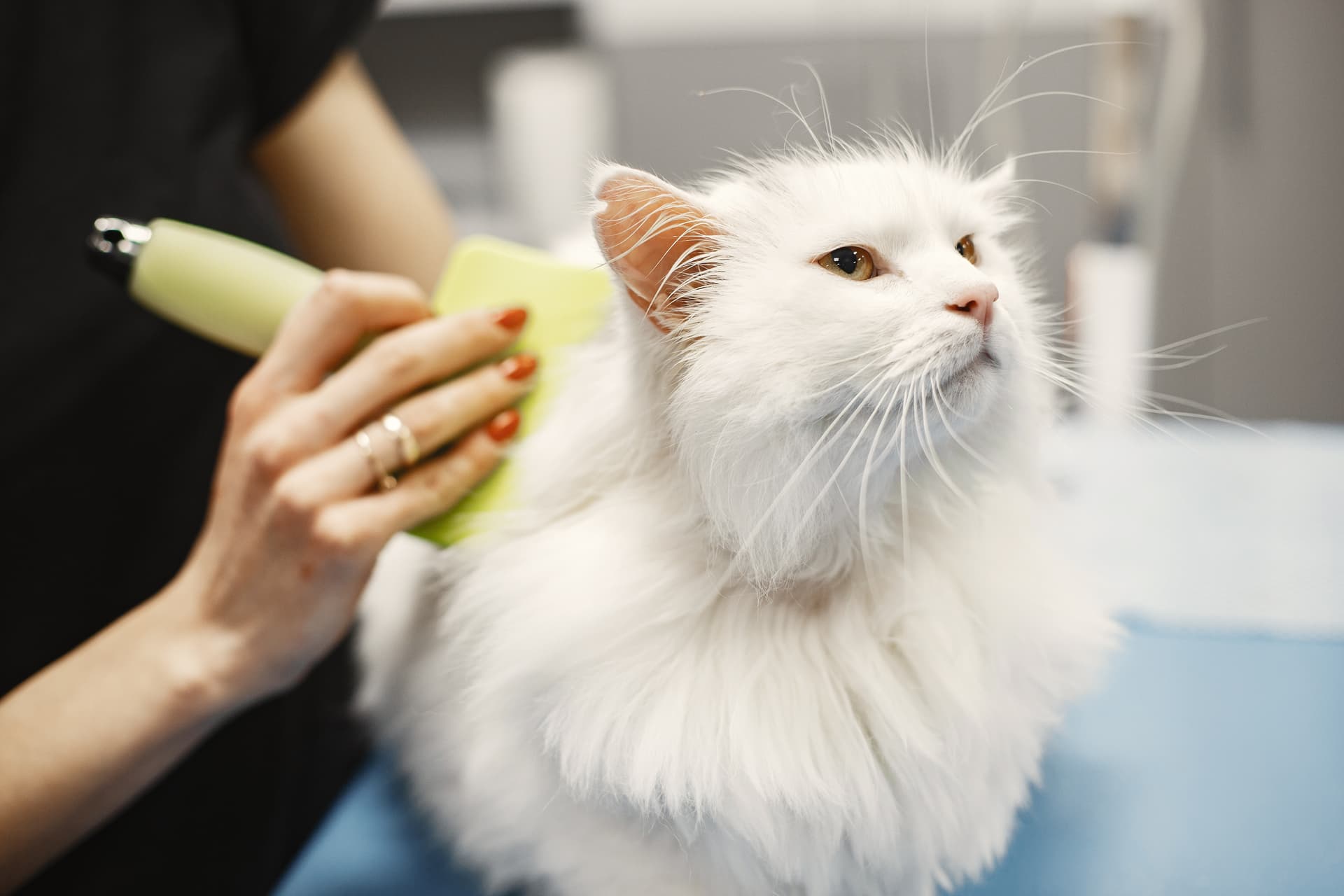 Help pets in need