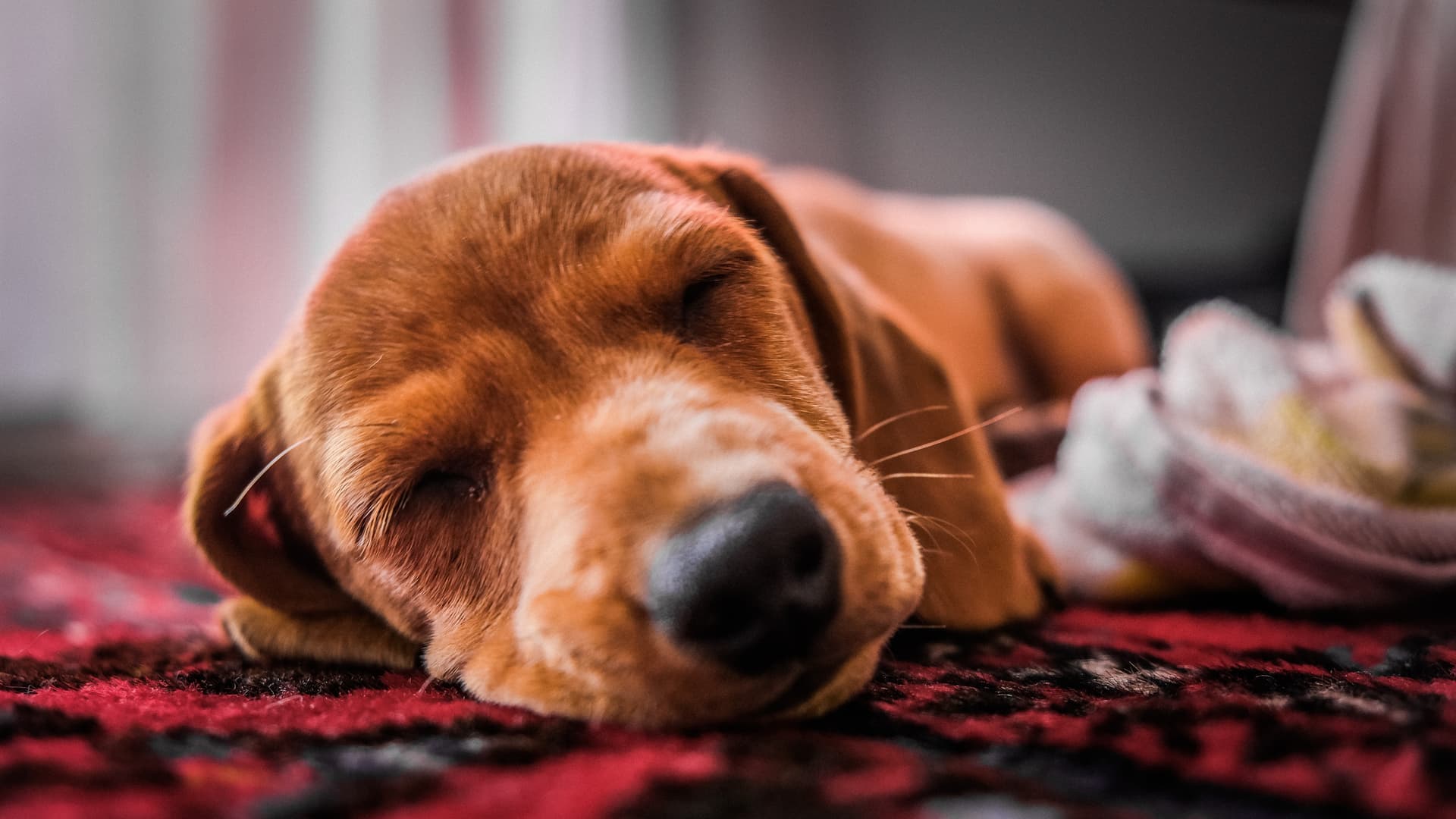 Pet moments