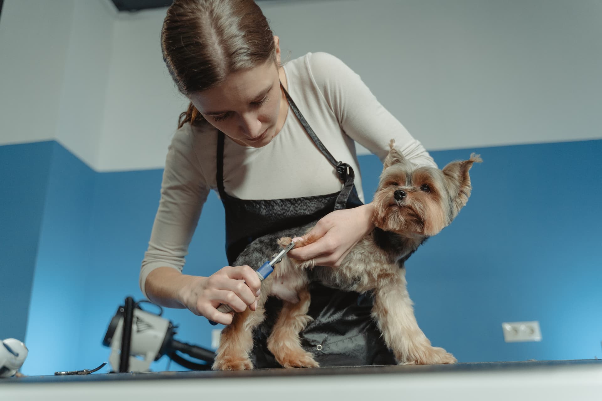 Trusted pet care